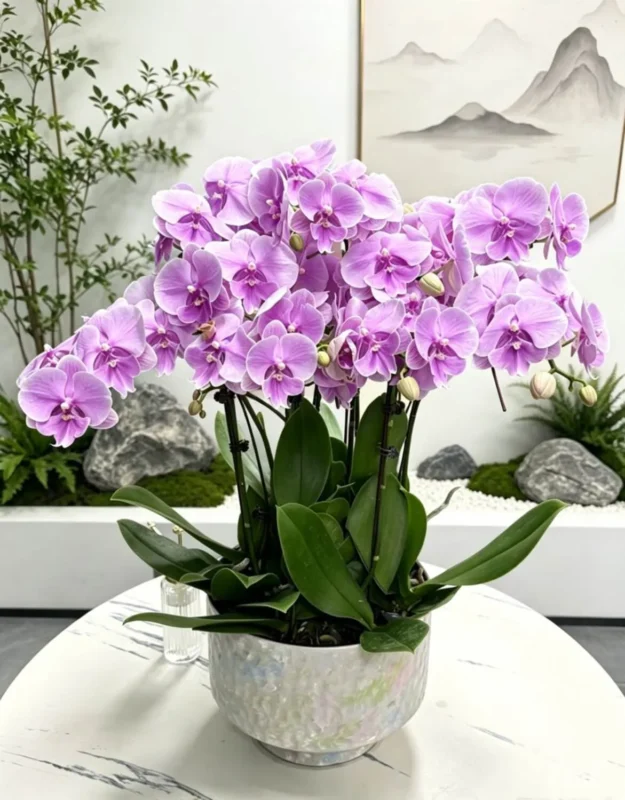 hoa lan sinh nhat