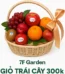 Giỏ trái cây 300k hcm