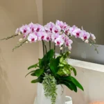 Hoa lan hồ điệp mừng khai trương