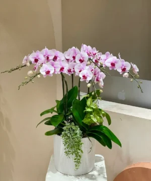 Hoa lan hồ điệp mừng khai trương