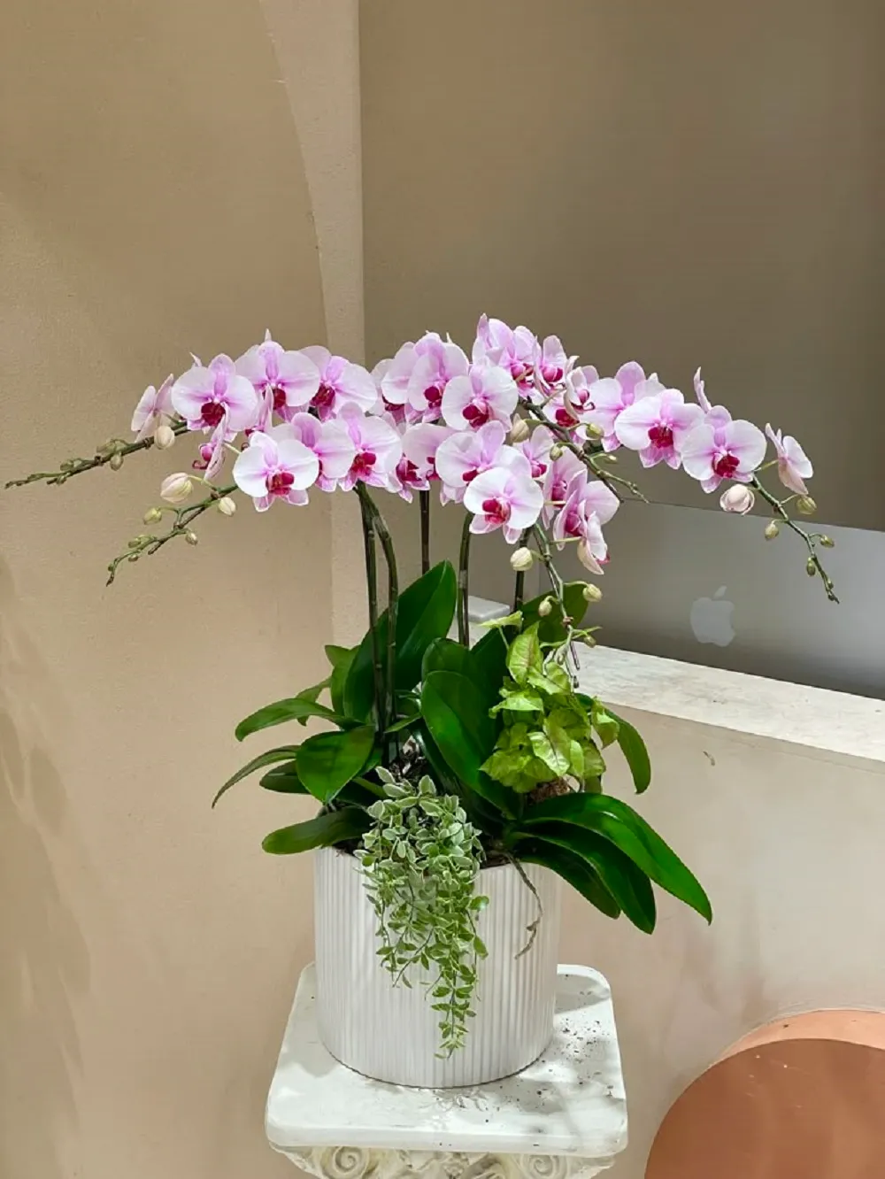 chau lan ho diep 5 canh